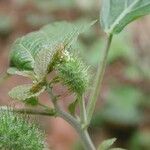 Acalypha arvensis Feuille