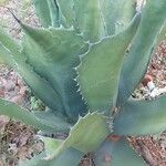 Agave salmiana Liść