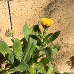 Calendula officinalis पत्ता