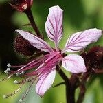 Dictamnus albus Flower