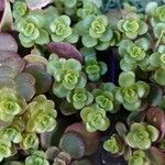 Sedum makinoi 葉