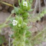 Nonea echioides Kvet