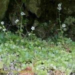 Sedum fragrans Habitus