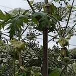 Heracleum mantegazzianum 花