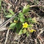 Ranunculus glaberrimus 葉