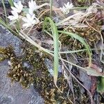 Allium subhirsutum Blad