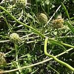 Scabiosa ochroleuca 樹皮