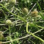 Scabiosa ochroleuca Rhisgl