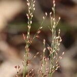 Panicum simile Habit