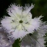 Phacelia purshii Kwiat