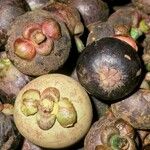 Garcinia mangostana 果實