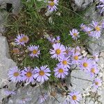 Aster alpinus Habitatea