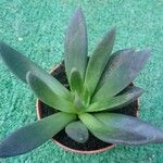 Pachyphytum kimnachii Leaf