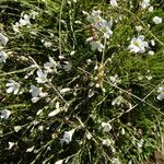 Minuartia laricifolia Flower