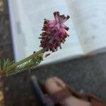 Platycapnos spicata Blomma