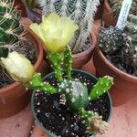 Opuntia stricta Habit