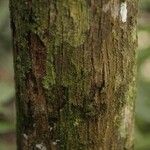 Eschweilera congestiflora Corteza