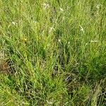 Eriophorum latifolium Natur