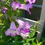 Penstemon hartwegii Flower