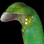 Sarracenia minor Natur