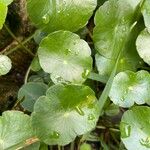 Hydrocotyle verticillata Лист