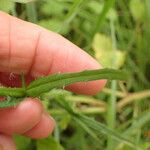 Wahlenbergia krebsii Blad