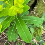 Euphorbia hyberna Liść