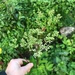 Filipendula ulmariaVirág