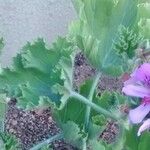 Pelargonium inquinans Leaf