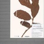 Ephippiandra tsaratanensis Otro