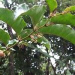 Amborella trichopoda Habit