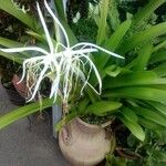 Hymenocallis fragrans फूल