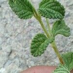 Lantana achyranthifolia Frunză