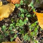 Trifolium striatum Lehti