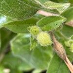 Nicotiana alata Frukt