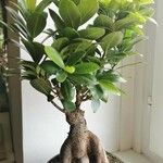 Ficus microcarpa Feuille