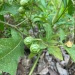 Solanum carolinense 花