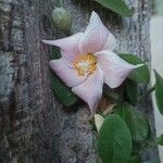 Lagunaria patersonia Flors