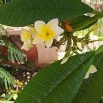 Plumeria alba Leaf