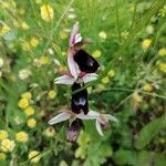 Ophrys bertolonii Žiedas