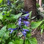 Salvia tiliifolia 葉