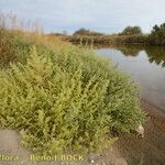 Salsola australis Costuma