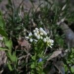 Comandra umbellata Habitus