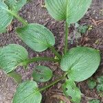 Hosta ventricosa Blatt