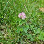 Trifolium pratenseŽiedas