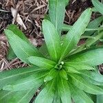 Daphne laureola Blad