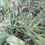 Polygala vulgaris Feuille