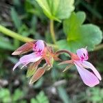 Pelargonium glechomoides Flor