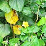 Hibiscus tiliaceus Leaf