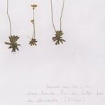 Androsace obtusifolia Libunga